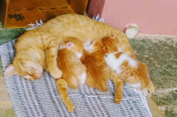 Gato ra a SRD-ViraLata idade 2 anos nome Gold