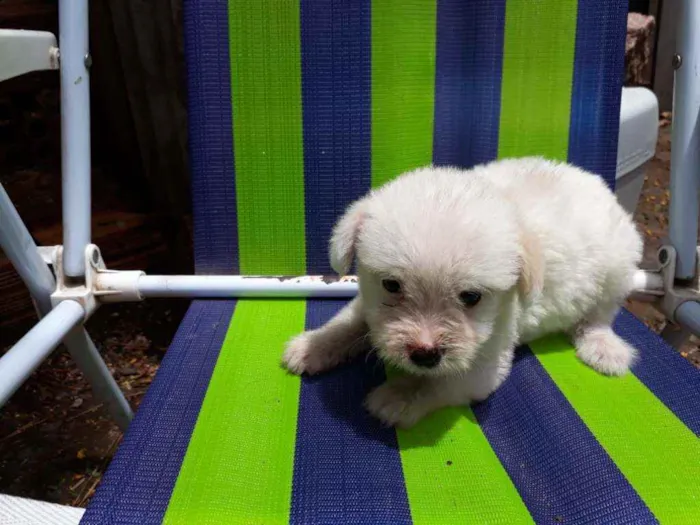 Cachorro ra a Border Collie, Poodle, SRD idade Abaixo de 2 meses nome Sem nome