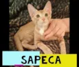 SAPECA