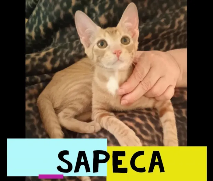 Gato ra a SRD-ViraLata idade 2 a 6 meses nome SAPECA