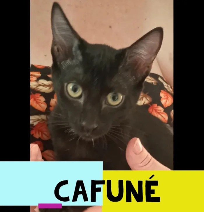Gato raça SRD-ViraLata idade 2 a 6 meses nome CAFUNÉ