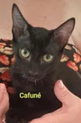 CAFUNÉ