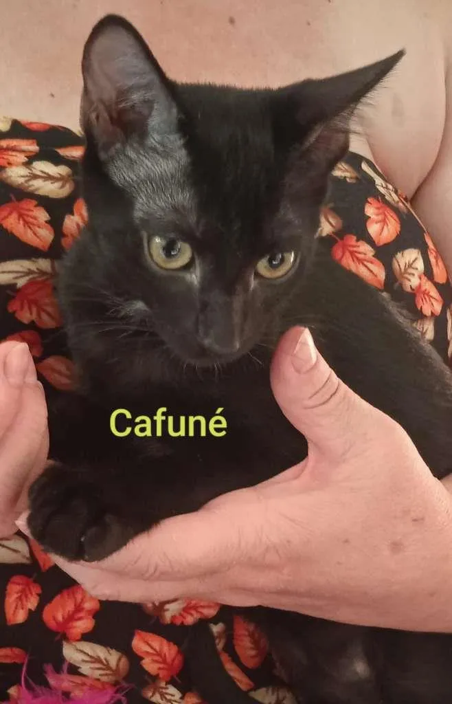 Gato raça SRD-ViraLata idade 2 a 6 meses nome CAFUNÉ