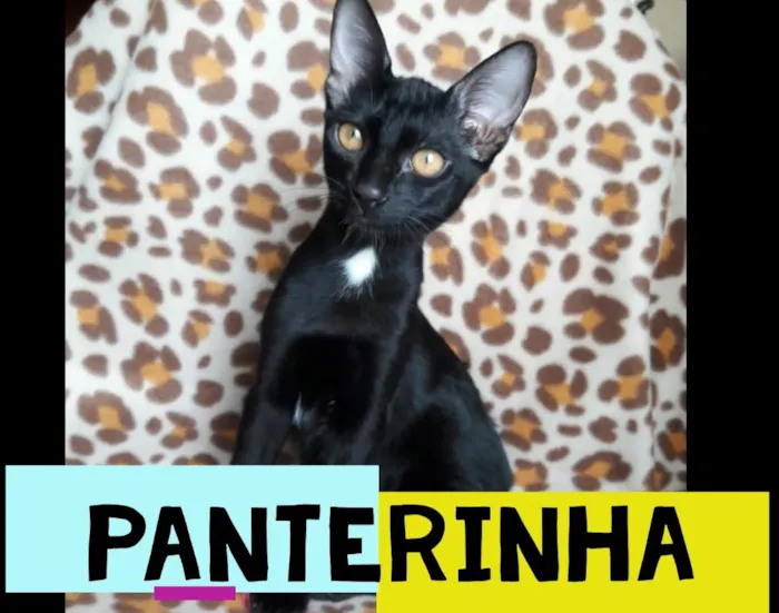Gato ra a SRD-ViraLata idade 2 a 6 meses nome PANTERINHA