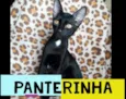 PANTERINHA
