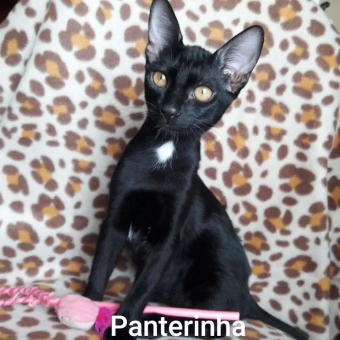 Gato ra a SRD-ViraLata idade 2 a 6 meses nome PANTERINHA