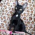 PANTERINHA