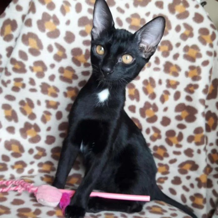 Gato ra a SRD-ViraLata idade 2 a 6 meses nome PANTERINHA