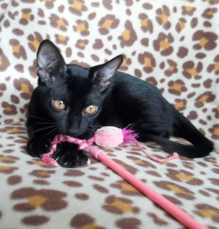 Gato ra a SRD-ViraLata idade 2 a 6 meses nome PANTERINHA