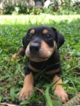 Cachorro raça Sem Raça Definida idade Abaixo de 2 meses nome Sem nome