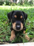 Cachorro raça Sem Raça Definida idade Abaixo de 2 meses nome Sem nome