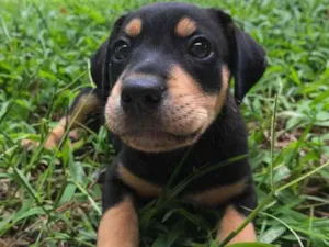 Cachorro raça Sem Raça Definida idade Abaixo de 2 meses nome Sem nome