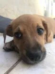 Cachorro raça Sem Raça Definida idade Abaixo de 2 meses nome Sem nome