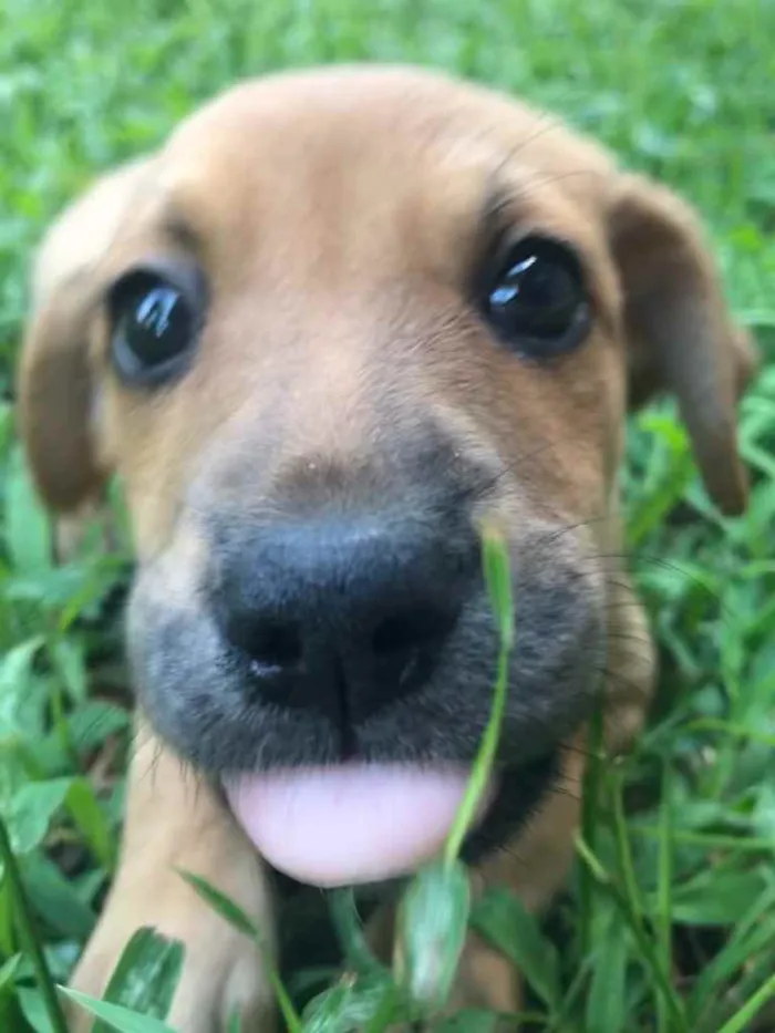 Cachorro raça Sem Raça Definida idade Abaixo de 2 meses nome Sem nome
