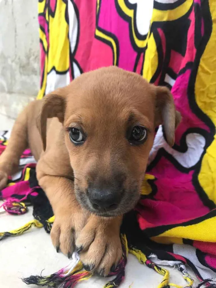 Cachorro raça Sem Raça Definida idade Abaixo de 2 meses nome Sem nome