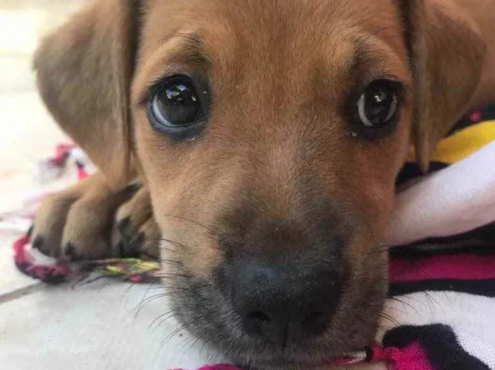 Cachorro raça Sem Raça Definida idade Abaixo de 2 meses nome Sem nome