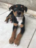 Cachorro raça Sem Raça Definida idade Abaixo de 2 meses nome Sem nome