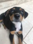 Cachorro raça Sem Raça Definida idade Abaixo de 2 meses nome Sem nome