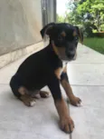 Cachorro raça Sem Raça Definida idade Abaixo de 2 meses nome Sem nome