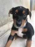 Cachorro raça Sem Raça Definida idade Abaixo de 2 meses nome Sem nome