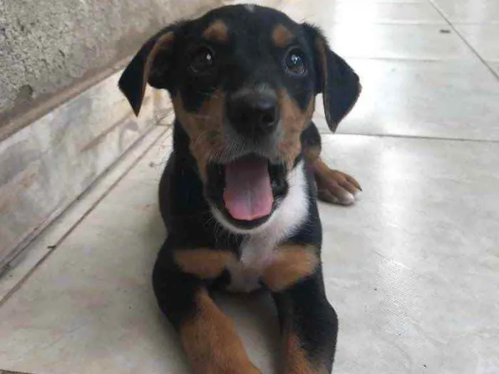 Cachorro raça Sem Raça Definida idade Abaixo de 2 meses nome Sem nome