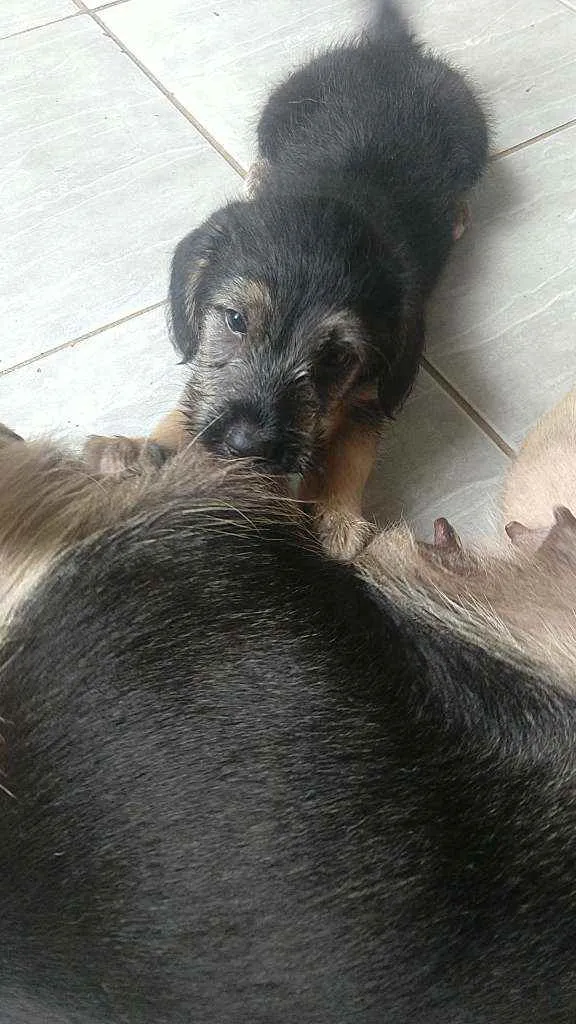 Cachorro ra a Misturada  idade Abaixo de 2 meses nome Sem nome