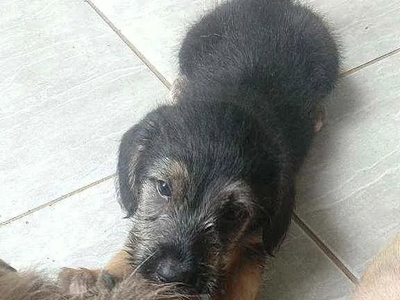 Cachorro ra a Misturada  idade Abaixo de 2 meses nome Sem nome