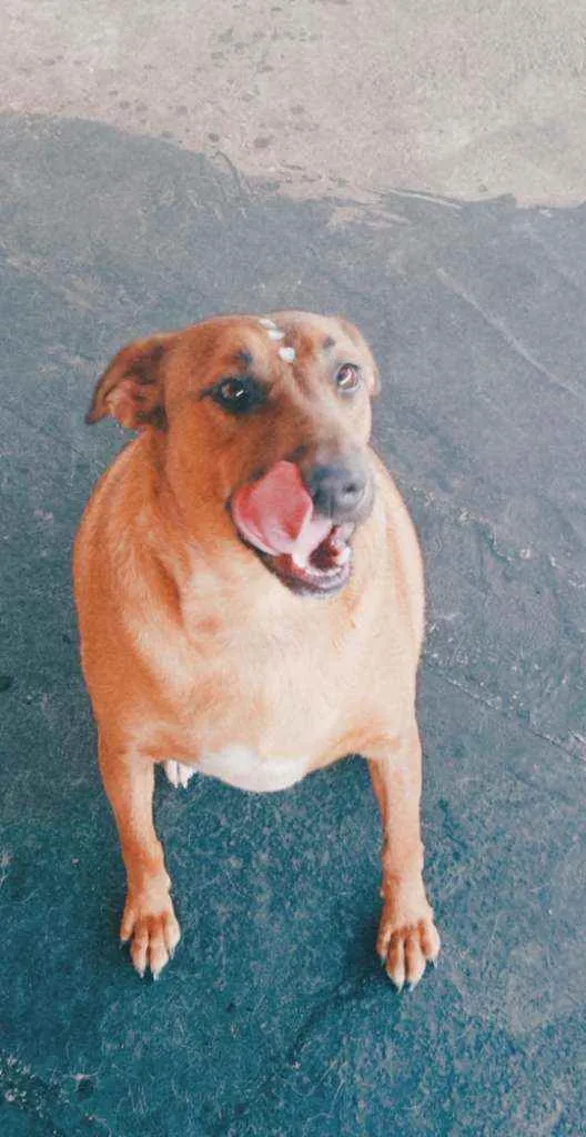 Cachorro raça Husky Siberiano idade 3 anos nome Charllie
