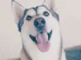 Cachorro raça Husky Siberiano idade 3 anos nome Charllie