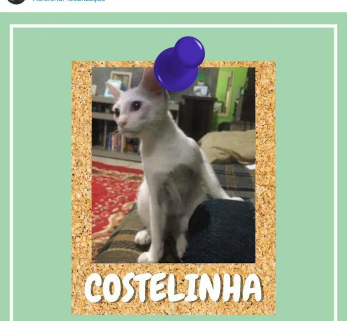 Gato ra a SRD-ViraLata idade 2 a 6 meses nome Costelinha