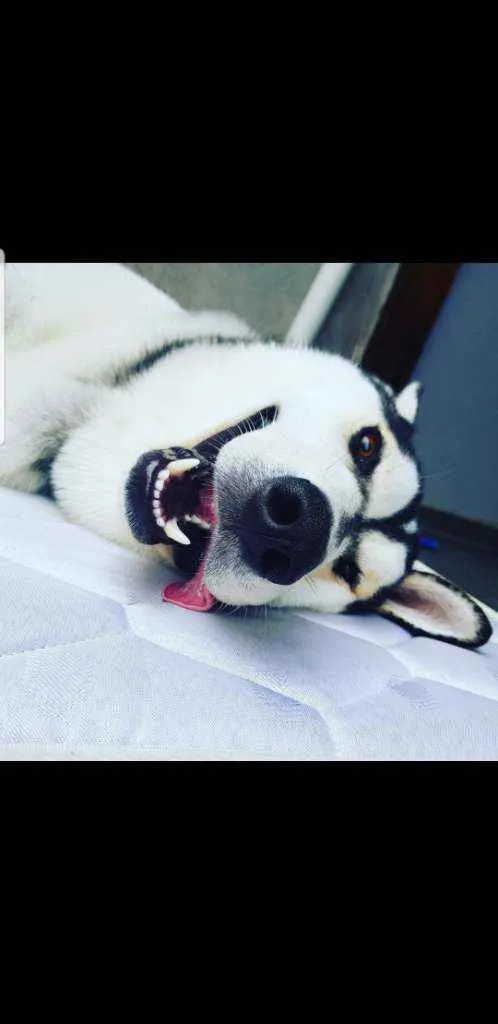 Cachorro raça Husky Siberiano idade 3 anos nome Charllie