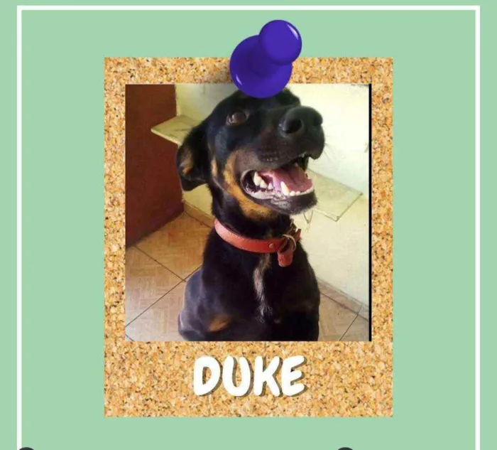 Cachorro ra a SRD-ViraLata idade 3 anos nome Duke