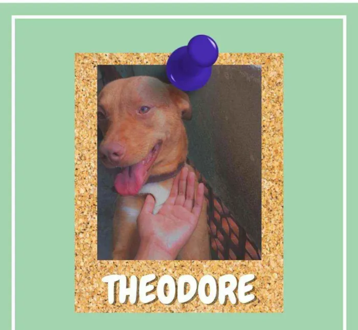 Cachorro ra a SRD-ViraLata idade 3 anos nome Theodore