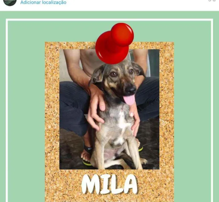 Cachorro ra a SRD-ViraLata idade 2 a 6 meses nome Mila