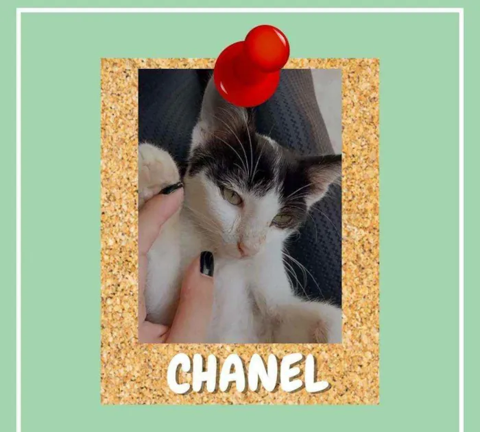 Gato ra a SRD-ViraLata idade 2 a 6 meses nome Chanel