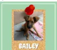Bailey