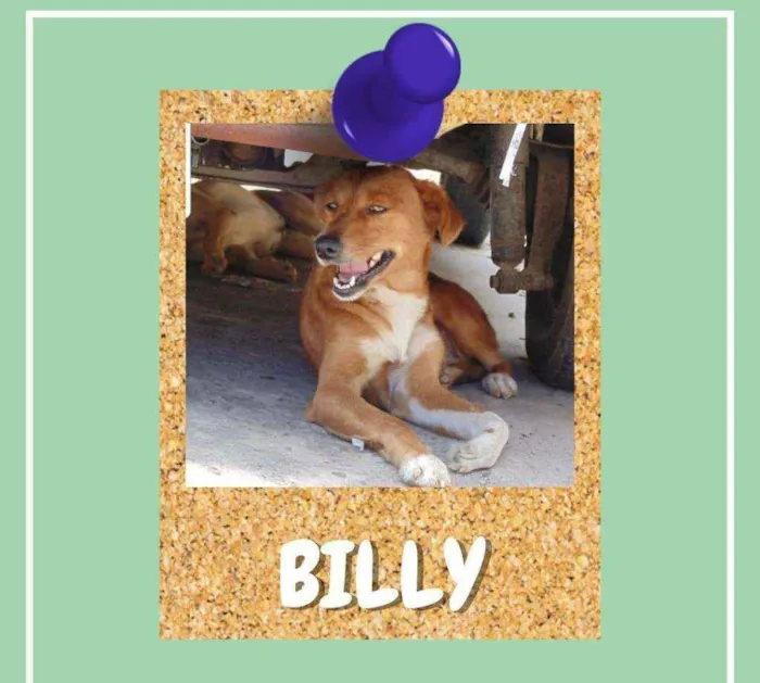Cachorro ra a SRD-ViraLata idade 3 anos nome Billy