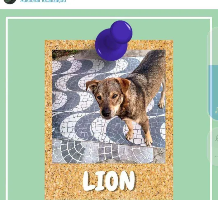 Cachorro ra a SRD-ViraLata idade 1 ano nome Lion