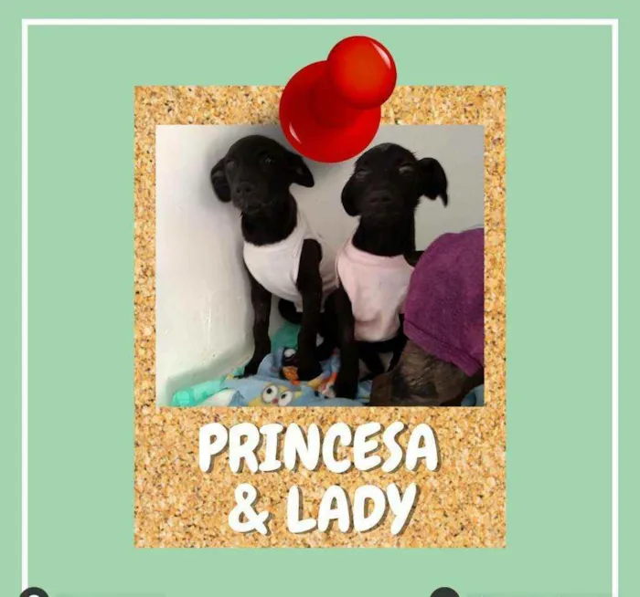 Cachorro ra a SRD-ViraLata idade 2 a 6 meses nome Princesa e Lady