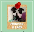 Princesa e Lady