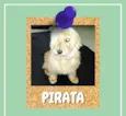 Pirata