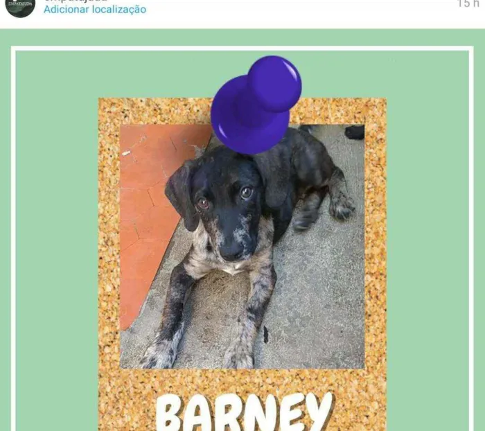 Cachorro ra a SRD-ViraLata idade 2 a 6 meses nome Barney