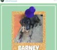 Barney