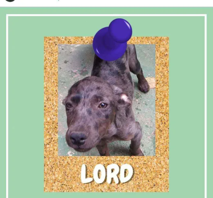 Cachorro ra a SRD-ViraLata idade 2 a 6 meses nome Lord