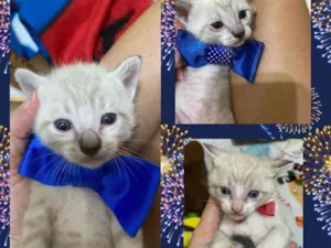 Gato raça Sem raça idade 2 a 6 meses nome Sem nome