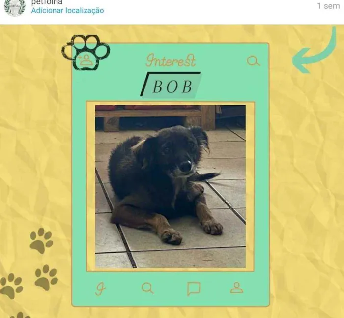 Cachorro raça Srd idade 1 ano nome Bob