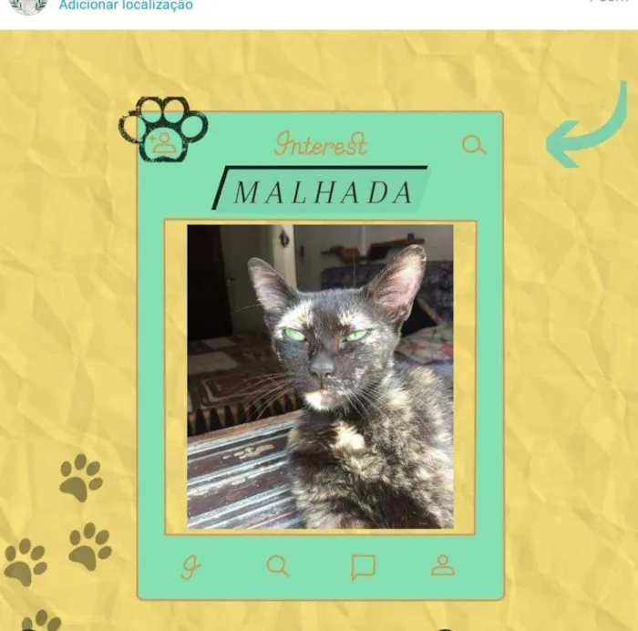 Gato raça srd idade 7 a 11 meses nome Malhada