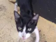 Gato raça De rua idade 2 a 6 meses nome Blissa