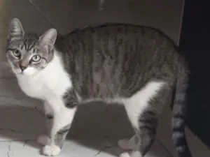 Gato raça SRD-ViraLata idade 1 ano nome Nana