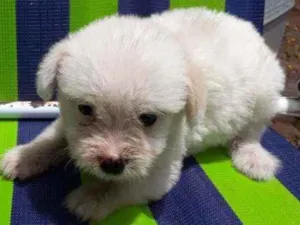 Cachorro raça Border Collie, Poodle, SRD idade Abaixo de 2 meses nome Sem nome